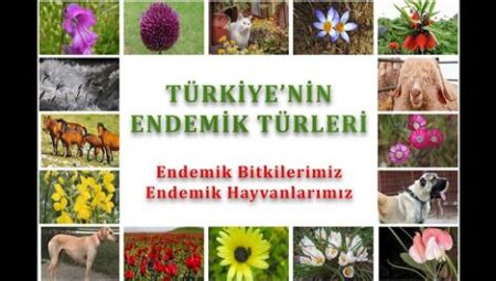 Dünya’da Endemik Bitki ve Hayvan Türleri: Doğanın Hazine Sandıkları